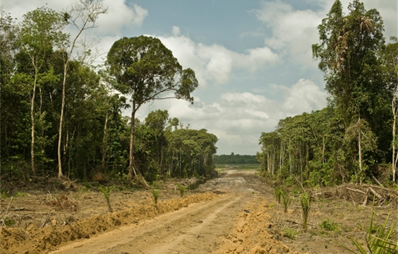 Road for oil plantations in West Kalimantan Indonesia CREDIT  Rainforest Action Network